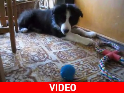 Το κουτάβι και η μπάλα που μιλάει